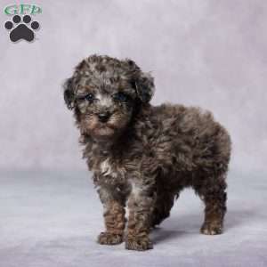 Ron, Toy Poodle Puppy